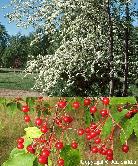 Pilvikirsikka - amerikanskt häggkörsbär - Prunus pensylvanica